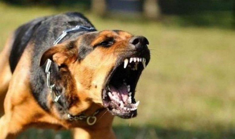 Đồng Nai: Ch&oacute; dại cắn 1 ch&aacute;u b&eacute; 6 tuổi v&agrave; nhiều ch&oacute; nh&agrave; kh&aacute;c- Ảnh 1.