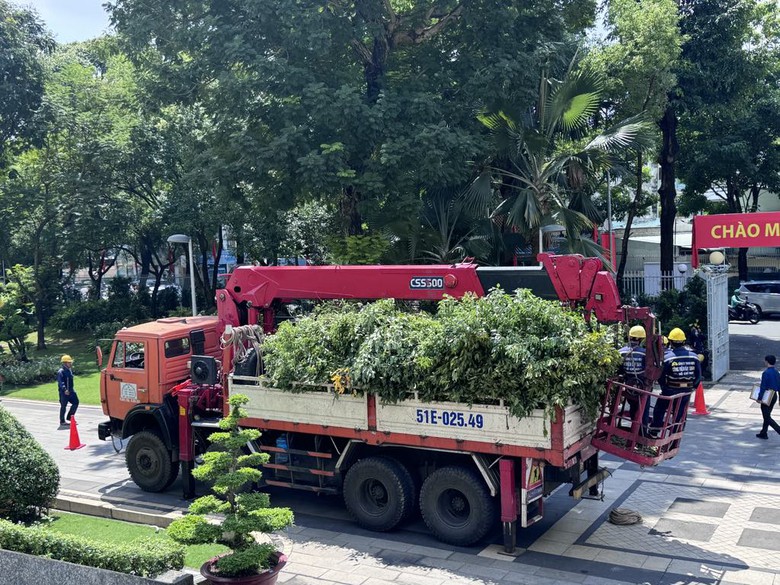 TP.HCM thay thế, hạ thấp gần 3.000 c&acirc;y xanh hư hại, mất an to&agrave;n- Ảnh 2.