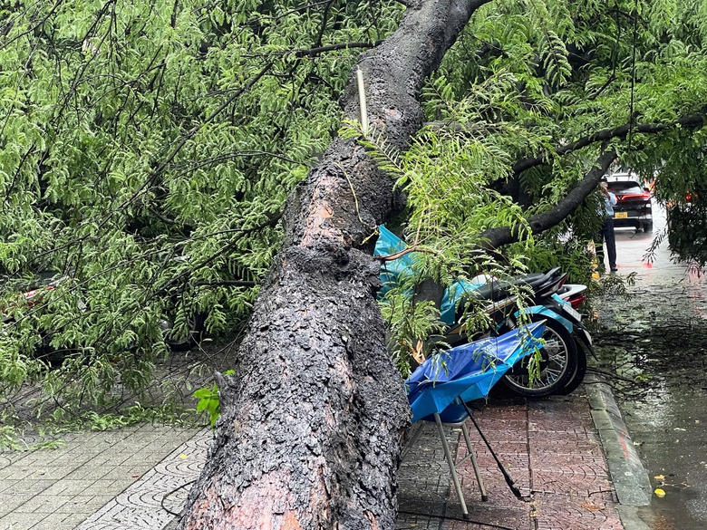 C&acirc;y me cổ thụ bật gốc đ&egrave; nhiều xe m&aacute;y ở TP.HCM- Ảnh 2.