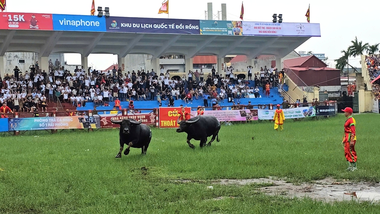 Chọi tr&acirc;u Đồ Sơn 2024: C&ograve; v&eacute; ch&agrave;o mời, bất ngờ ngay từ kh&aacute;p đấu đầu- Ảnh 6.