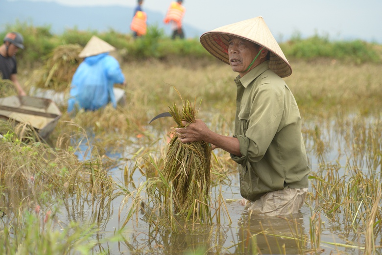 Bộ đội lội nước ngập gặt l&uacute;a gi&uacute;p d&acirc;n v&ugrave;ng rốn lũ Thủ đ&ocirc;- Ảnh 5.