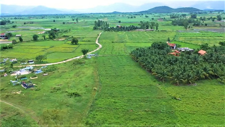 H&agrave;ng ngh&igrave;n c&acirc;y mai l&eacute;n mọc tr&ecirc;n ruộng, cản trở thi c&ocirc;ng cao tốc Kh&aacute;nh H&ograve;a - Bu&ocirc;n Ma Thuột- Ảnh 1.