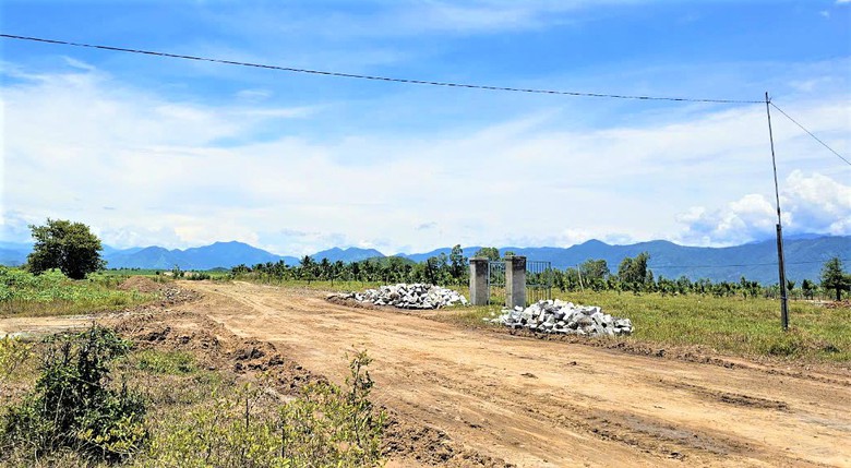 H&agrave;ng ngh&igrave;n c&acirc;y mai l&eacute;n mọc tr&ecirc;n ruộng, cản trở thi c&ocirc;ng cao tốc Kh&aacute;nh H&ograve;a - Bu&ocirc;n Ma Thuột- Ảnh 3.