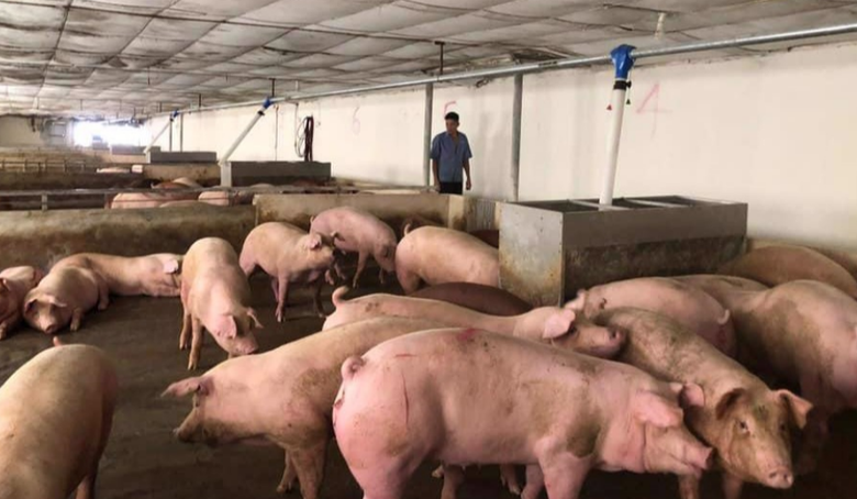 Giá thịt lợn tăng, vì sao hộ chăn nuôi vẫn dè dặt tái đàn?- Ảnh 1. Giá thịt lợn tăng, vì sao hộ chăn nuôi vẫn dè dặt tái đàn?- Ảnh 1.