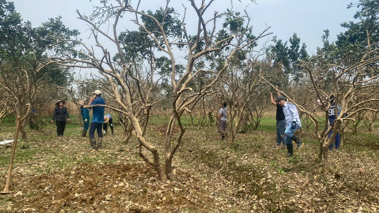 C&aacute;c chủ vườn "bưởi tiến vua" ở Y&ecirc;n B&aacute;i mất trắng h&agrave;ng trăm tỷ sau mưa lũ- Ảnh 10.
