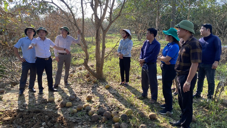 C&aacute;c chủ vườn "bưởi tiến vua" ở Y&ecirc;n B&aacute;i mất trắng h&agrave;ng trăm tỷ sau mưa lũ- Ảnh 6.