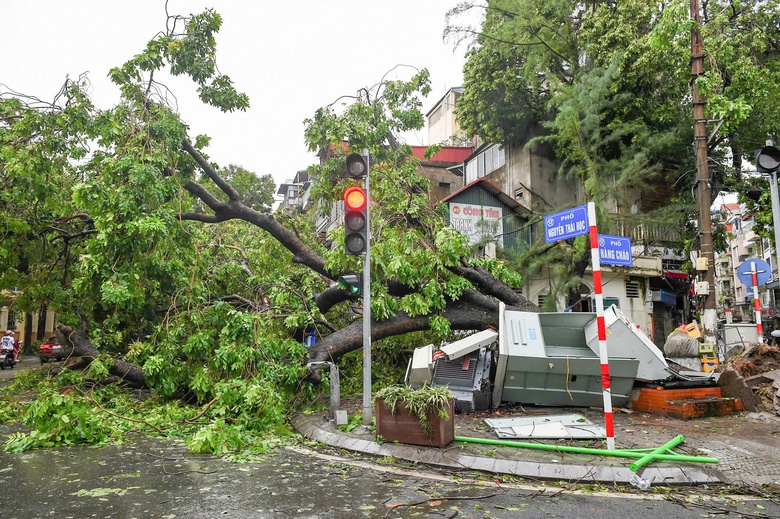 Chủ tịch TP H&agrave; Nội chỉ đạo xử l&yacute; c&acirc;y xanh qu&yacute; hiếm bị g&atilde;y, đổ do b&atilde;o- Ảnh 1.