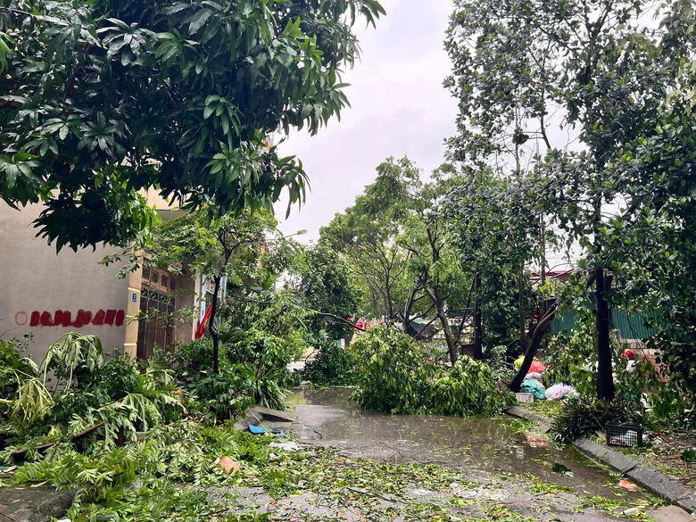 C&acirc;y đổ chắn k&iacute;n nhiều tuyến đường, người d&acirc;n Hải Dương xắn tay c&ugrave;ng giải tỏa- Ảnh 1.