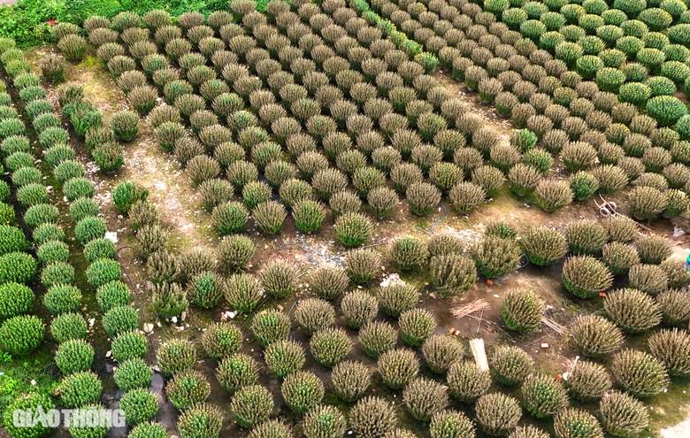 B&igrave;nh Định: H&agrave;ng trăm chậu c&uacute;c chết bất thường ngay trước Tết, người d&acirc;n kh&oacute;c r&ograve;ng- Ảnh 7.
