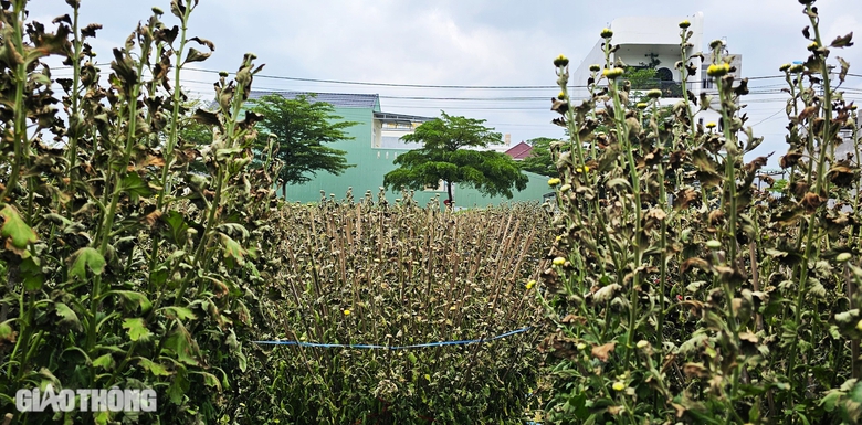 B&igrave;nh Định: H&agrave;ng trăm chậu c&uacute;c chết bất thường ngay trước Tết, người d&acirc;n kh&oacute;c r&ograve;ng- Ảnh 3.