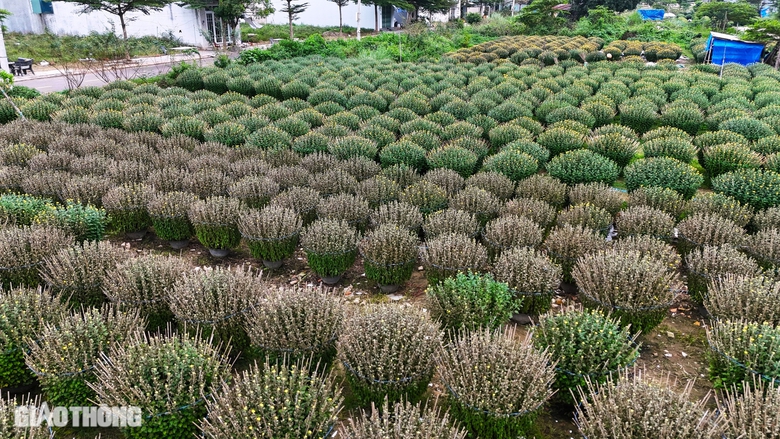B&igrave;nh Định: H&agrave;ng trăm chậu c&uacute;c chết bất thường ngay trước Tết, người d&acirc;n kh&oacute;c r&ograve;ng- Ảnh 1.