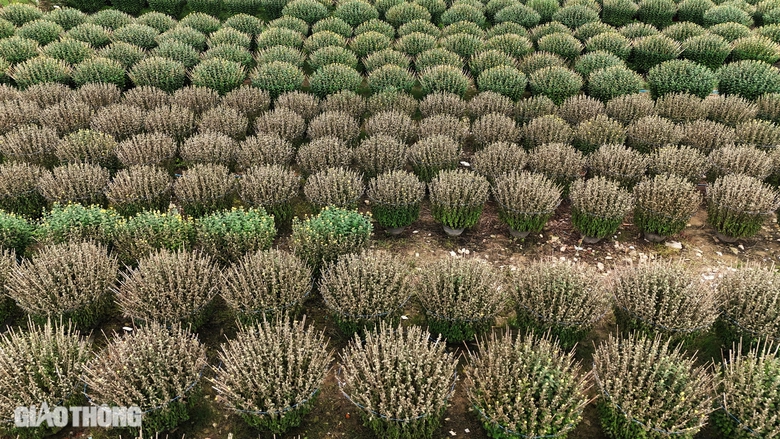 B&igrave;nh Định: H&agrave;ng trăm chậu c&uacute;c chết bất thường ngay trước Tết, người d&acirc;n kh&oacute;c r&ograve;ng- Ảnh 2.