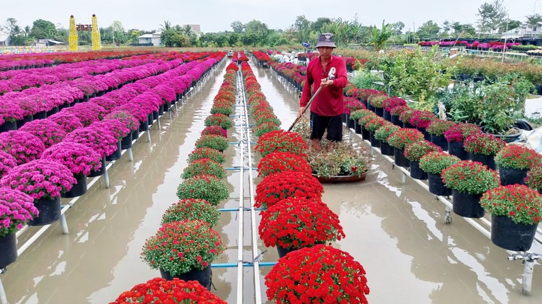 Làng hoa Sa Đéc rộn ràng đón xuân- Ảnh 2. Làng hoa Sa Đéc rộn ràng đón xuân- Ảnh 2.