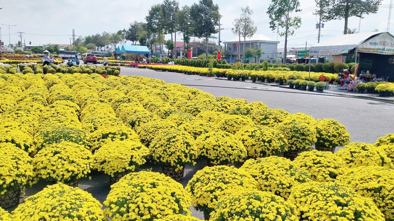 Làng hoa Sa Đéc rộn ràng đón xuân- Ảnh 11. Làng hoa Sa Đéc rộn ràng đón xuân- Ảnh 11.