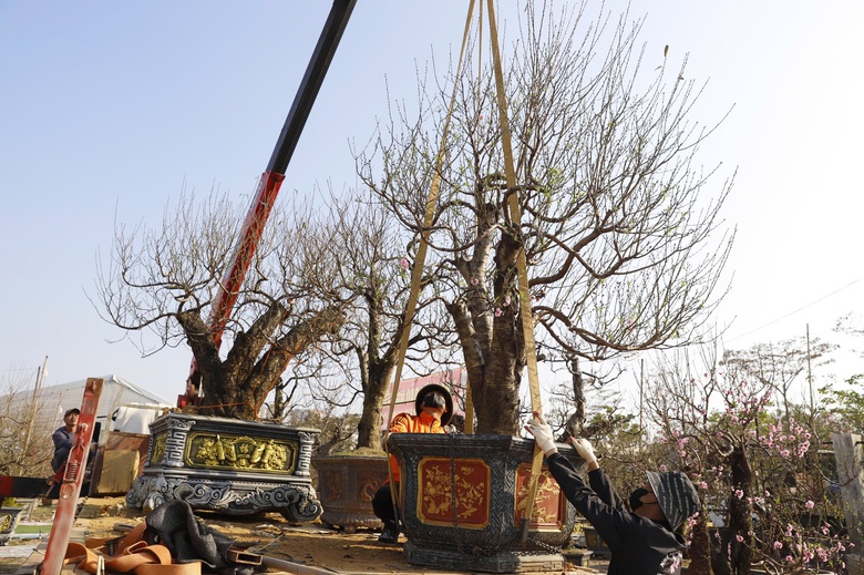 Đ&agrave;o rừng cổ thụ đổ bộ H&agrave; Nội, nhiều c&acirc;y gi&aacute; 200 triệu chờ người mua- Ảnh 6.