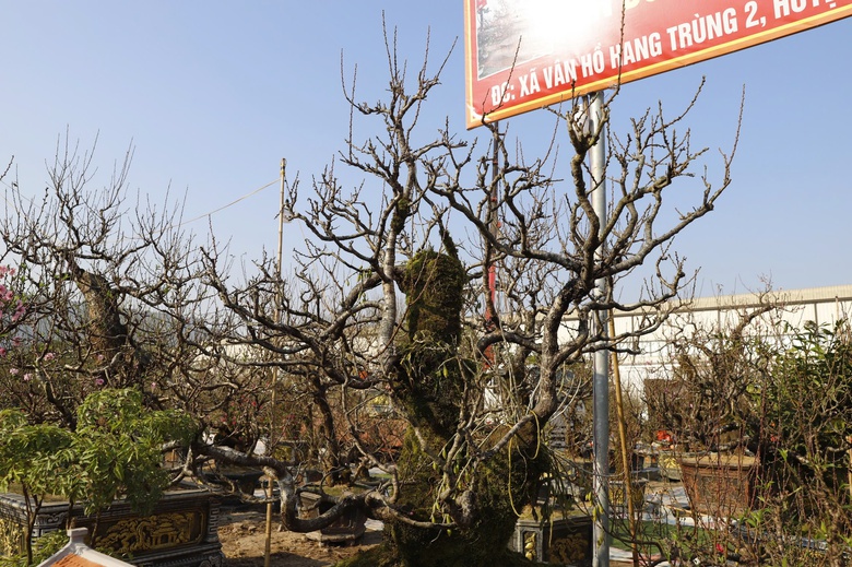 Đ&agrave;o rừng cổ thụ đổ bộ H&agrave; Nội, nhiều c&acirc;y gi&aacute; 200 triệu chờ người mua- Ảnh 3.