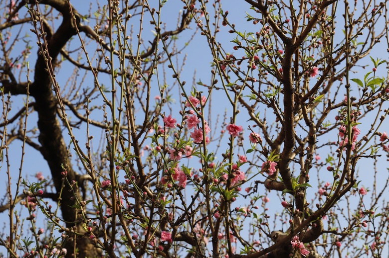 Đ&agrave;o rừng cổ thụ đổ bộ H&agrave; Nội, nhiều c&acirc;y gi&aacute; 200 triệu chờ người mua- Ảnh 11.