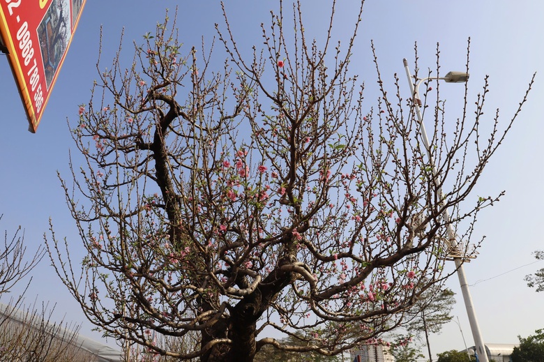 Đ&agrave;o rừng cổ thụ đổ bộ H&agrave; Nội, nhiều c&acirc;y gi&aacute; 200 triệu chờ người mua- Ảnh 9.