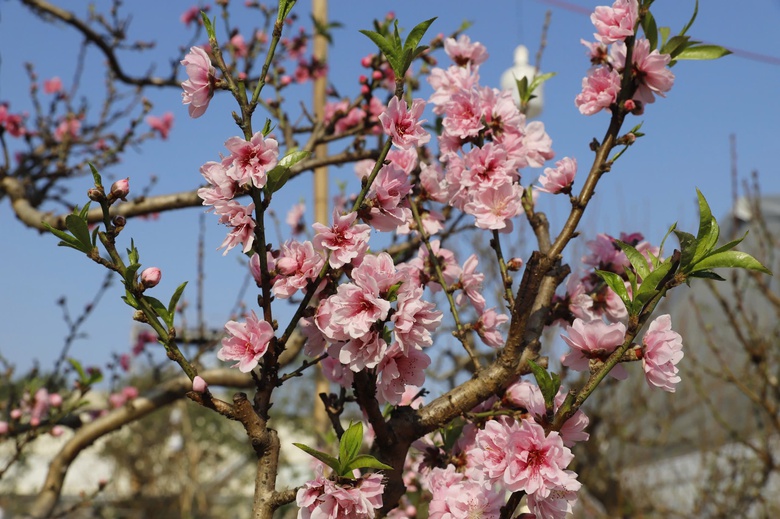 Đ&agrave;o rừng cổ thụ đổ bộ H&agrave; Nội, nhiều c&acirc;y gi&aacute; 200 triệu chờ người mua- Ảnh 5.