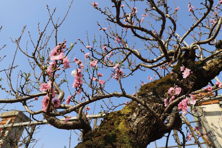 Đ&agrave;o rừng cổ thụ đổ bộ H&agrave; Nội, nhiều c&acirc;y gi&aacute; 200 triệu chờ người mua- Ảnh 7.