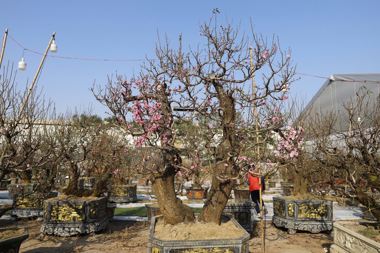 Đ&agrave;o rừng cổ thụ đổ bộ H&agrave; Nội, nhiều c&acirc;y gi&aacute; 200 triệu chờ người mua- Ảnh 8.