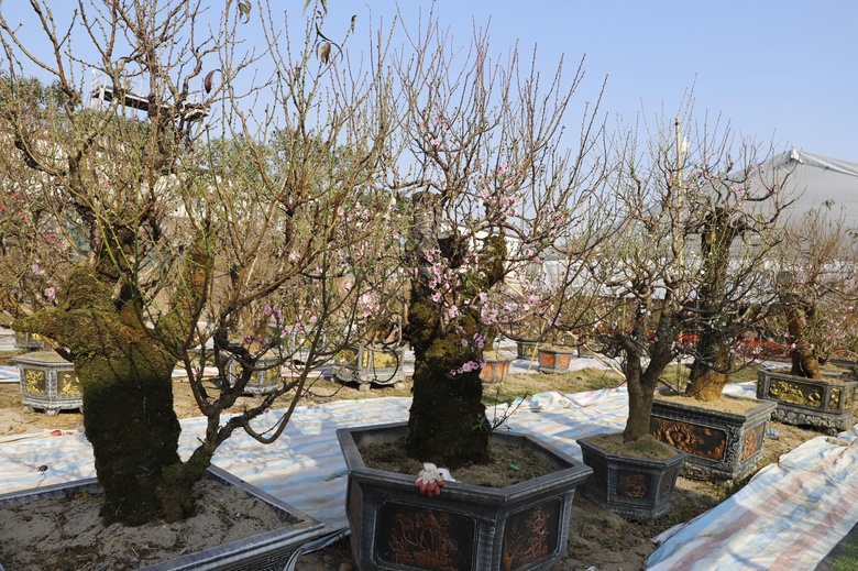 Đ&agrave;o rừng cổ thụ đổ bộ H&agrave; Nội, nhiều c&acirc;y gi&aacute; 200 triệu chờ người mua- Ảnh 2.