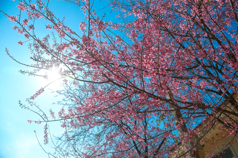 Mê mẩn sắc hoa anh đào rực rỡ bung nở trên tuyến đường biên viễn xứ Nghệ- Ảnh 2. Mê mẩn sắc hoa anh đào rực rỡ bung nở trên tuyến đường biên viễn xứ Nghệ- Ảnh 2.