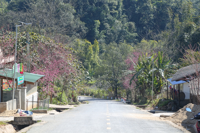 Mê mẩn sắc hoa anh đào rực rỡ bung nở trên tuyến đường biên viễn xứ Nghệ- Ảnh 9. Mê mẩn sắc hoa anh đào rực rỡ bung nở trên tuyến đường biên viễn xứ Nghệ- Ảnh 9.
