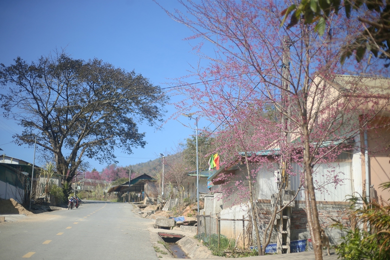 Mê mẩn sắc hoa anh đào rực rỡ bung nở trên tuyến đường biên viễn xứ Nghệ- Ảnh 1. Mê mẩn sắc hoa anh đào rực rỡ bung nở trên tuyến đường biên viễn xứ Nghệ- Ảnh 1.