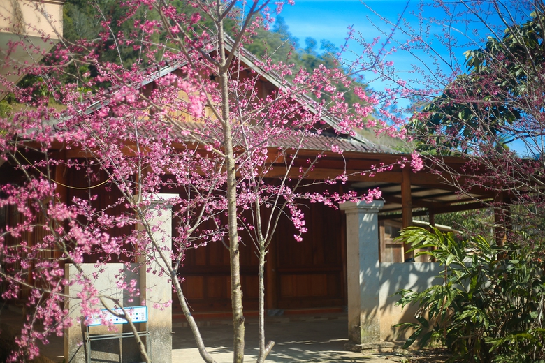 Mê mẩn sắc hoa anh đào rực rỡ bung nở trên tuyến đường biên viễn xứ Nghệ- Ảnh 10. Mê mẩn sắc hoa anh đào rực rỡ bung nở trên tuyến đường biên viễn xứ Nghệ- Ảnh 10.