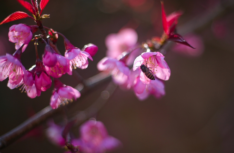 Mê mẩn sắc hoa anh đào rực rỡ bung nở trên tuyến đường biên viễn xứ Nghệ- Ảnh 8. Mê mẩn sắc hoa anh đào rực rỡ bung nở trên tuyến đường biên viễn xứ Nghệ- Ảnh 8.