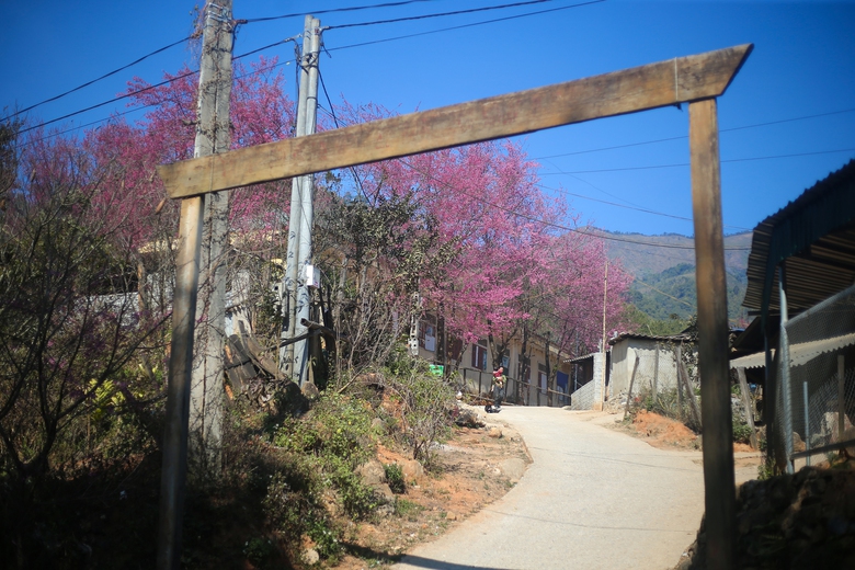Mê mẩn sắc hoa anh đào rực rỡ bung nở trên tuyến đường biên viễn xứ Nghệ- Ảnh 6. Mê mẩn sắc hoa anh đào rực rỡ bung nở trên tuyến đường biên viễn xứ Nghệ- Ảnh 6.