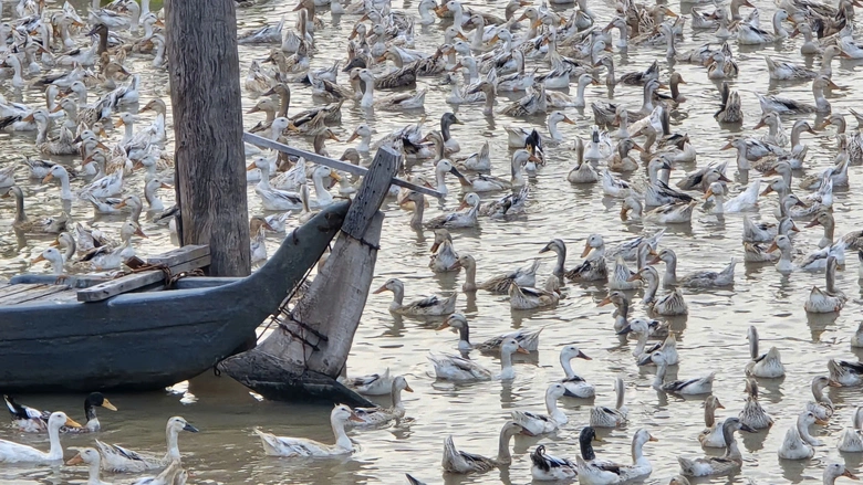 &ldquo;Đời du mục&rdquo; nu&ocirc;i vịt chạy đồng ở miền T&acirc;y- Ảnh 2.
