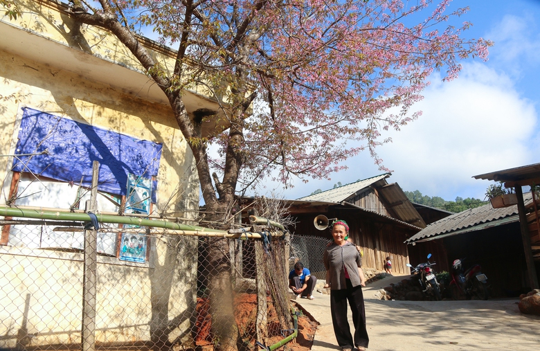 Mê mẩn sắc hoa anh đào rực rỡ bung nở trên tuyến đường biên viễn xứ Nghệ- Ảnh 3. Mê mẩn sắc hoa anh đào rực rỡ bung nở trên tuyến đường biên viễn xứ Nghệ- Ảnh 3.