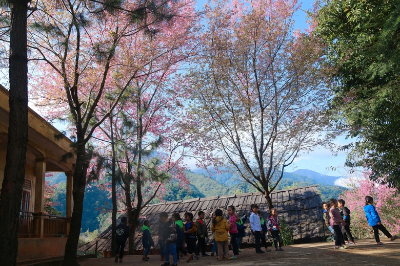 Mê mẩn sắc hoa anh đào rực rỡ bung nở trên tuyến đường biên viễn xứ Nghệ- Ảnh 7. Mê mẩn sắc hoa anh đào rực rỡ bung nở trên tuyến đường biên viễn xứ Nghệ- Ảnh 7.