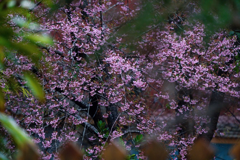 Ngắm mai anh đào nhuộm hồng những con đường ở Măng Đen- Ảnh 17. Ngắm mai anh đào nhuộm hồng những con đường ở Măng Đen- Ảnh 17.