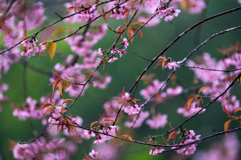 Ngắm mai anh đào nhuộm hồng những con đường ở Măng Đen- Ảnh 3. Ngắm mai anh đào nhuộm hồng những con đường ở Măng Đen- Ảnh 3.