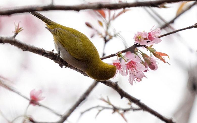 Ngắm mai anh đào nhuộm hồng những con đường ở Măng Đen- Ảnh 4. Ngắm mai anh đào nhuộm hồng những con đường ở Măng Đen- Ảnh 4.