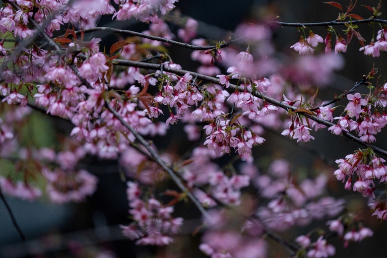 Ngắm mai anh đào nhuộm hồng những con đường ở Măng Đen- Ảnh 16. Ngắm mai anh đào nhuộm hồng những con đường ở Măng Đen- Ảnh 16.