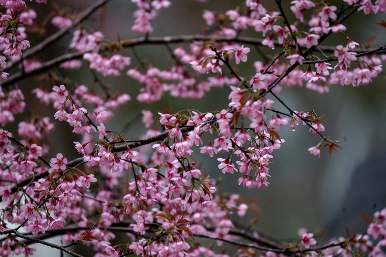 Ngắm mai anh đào nhuộm hồng những con đường ở Măng Đen- Ảnh 5. Ngắm mai anh đào nhuộm hồng những con đường ở Măng Đen- Ảnh 5.