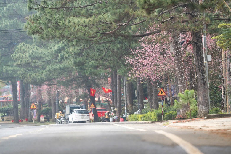 Ngắm mai anh đào nhuộm hồng những con đường ở Măng Đen- Ảnh 1. Ngắm mai anh đào nhuộm hồng những con đường ở Măng Đen- Ảnh 1.