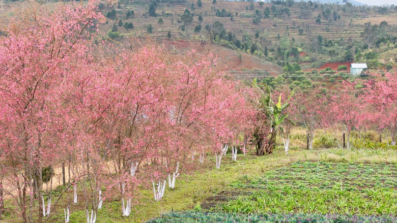 Ngắm mai anh đào nhuộm hồng những con đường ở Măng Đen- Ảnh 8. Ngắm mai anh đào nhuộm hồng những con đường ở Măng Đen- Ảnh 8.