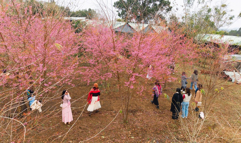 Ngắm mai anh đào nhuộm hồng những con đường ở Măng Đen- Ảnh 14. Ngắm mai anh đào nhuộm hồng những con đường ở Măng Đen- Ảnh 14.