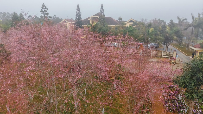 Ngắm mai anh đào nhuộm hồng những con đường ở Măng Đen- Ảnh 11. Ngắm mai anh đào nhuộm hồng những con đường ở Măng Đen- Ảnh 11.