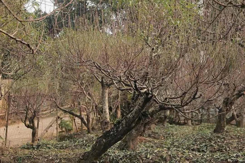 Xót xa những vườn đào khô ở Yên Bái trước dịp Tết- Ảnh 15. Xót xa những vườn đào khô ở Yên Bái trước dịp Tết- Ảnh 15.