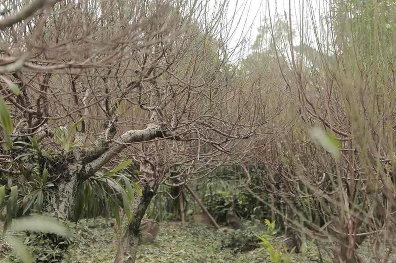 Xót xa những vườn đào khô ở Yên Bái trước dịp Tết- Ảnh 16. Xót xa những vườn đào khô ở Yên Bái trước dịp Tết- Ảnh 16.