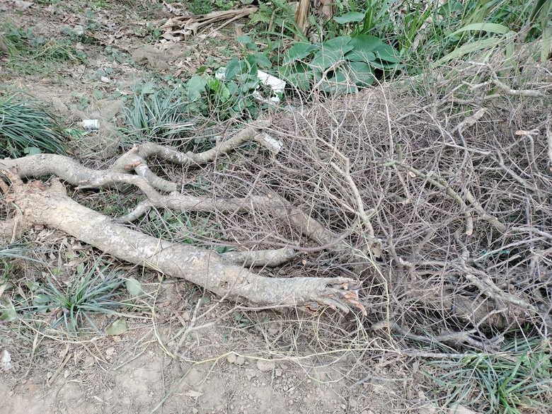 Xót xa những vườn đào khô ở Yên Bái trước dịp Tết- Ảnh 2. Xót xa những vườn đào khô ở Yên Bái trước dịp Tết- Ảnh 2.