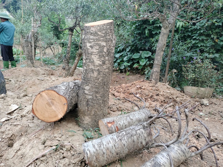 Xót xa những vườn đào khô ở Yên Bái trước dịp Tết- Ảnh 3. Xót xa những vườn đào khô ở Yên Bái trước dịp Tết- Ảnh 3.