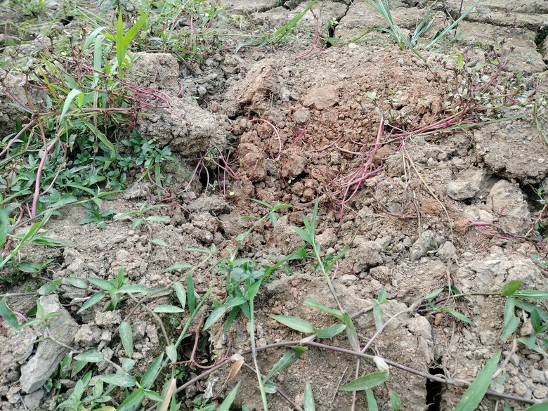 Xót xa những vườn đào khô ở Yên Bái trước dịp Tết- Ảnh 4. Xót xa những vườn đào khô ở Yên Bái trước dịp Tết- Ảnh 4.