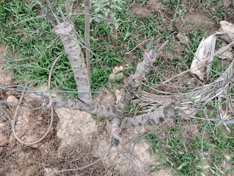 Xót xa những vườn đào khô ở Yên Bái trước dịp Tết- Ảnh 8. Xót xa những vườn đào khô ở Yên Bái trước dịp Tết- Ảnh 8.